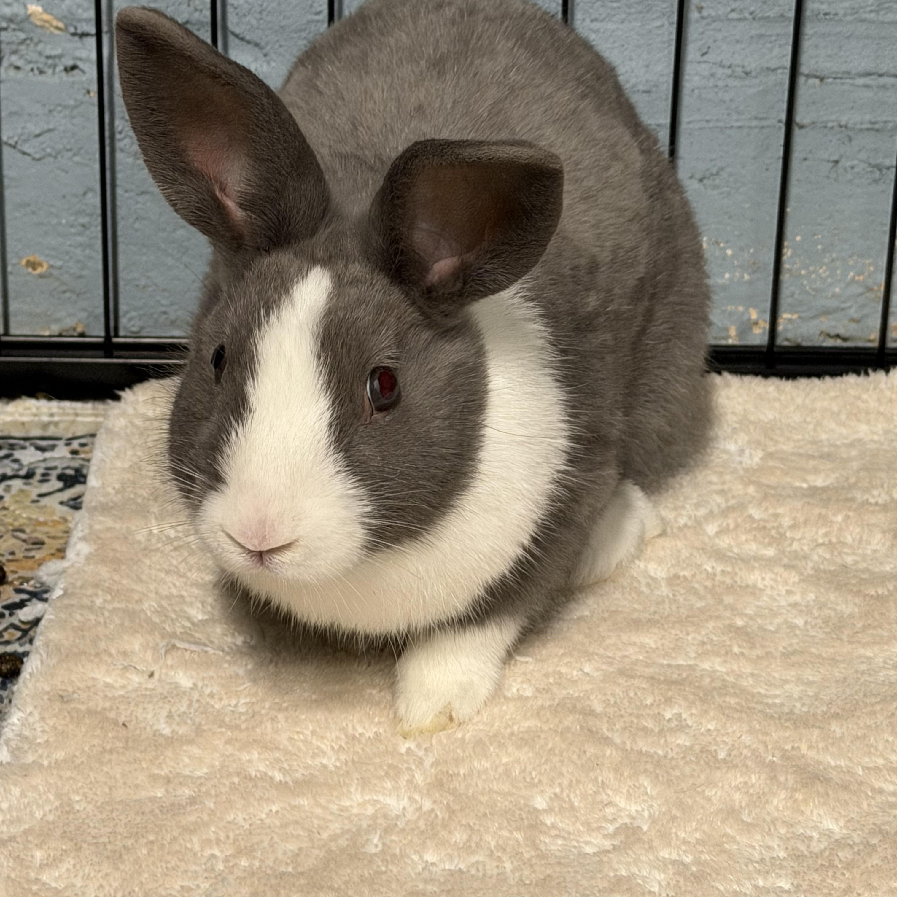Enlarge SUCRE, a Adoptable mixed breed in Forest Hills, NY image 4/5
