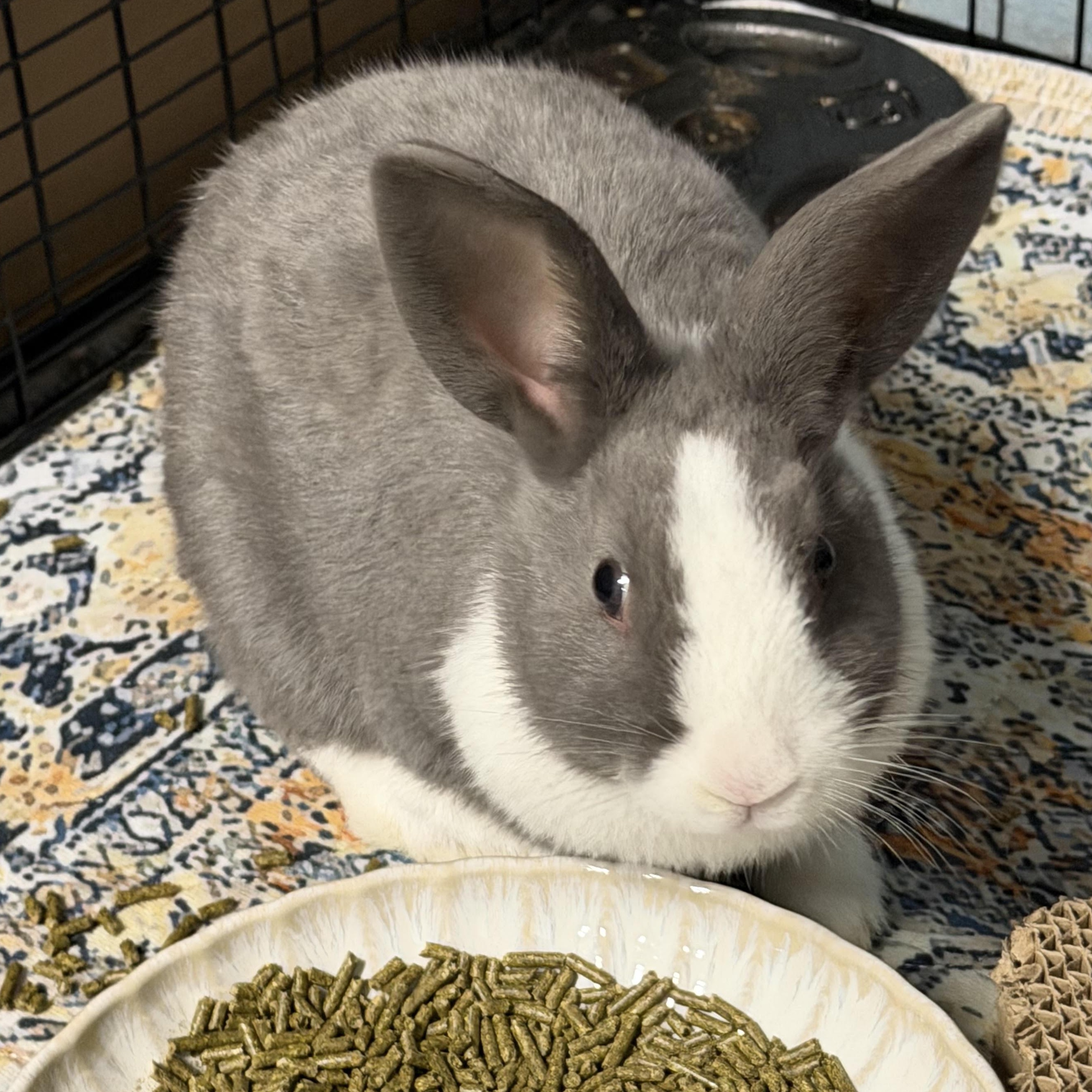 Enlarge SUCRE, a Adoptable mixed breed in Forest Hills, NY image 3/5