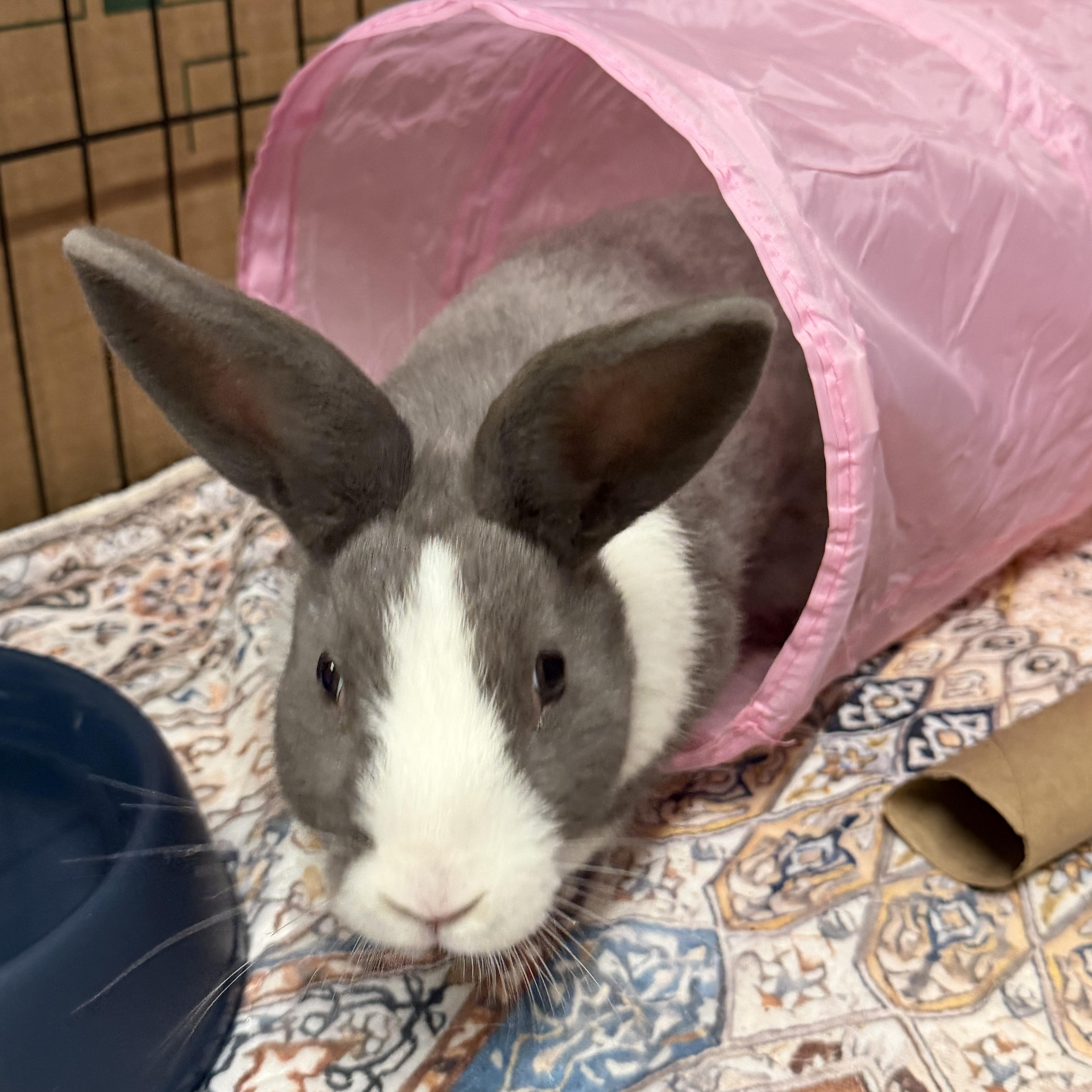 SUCRE, Adoptable, Baby Female Dutch.