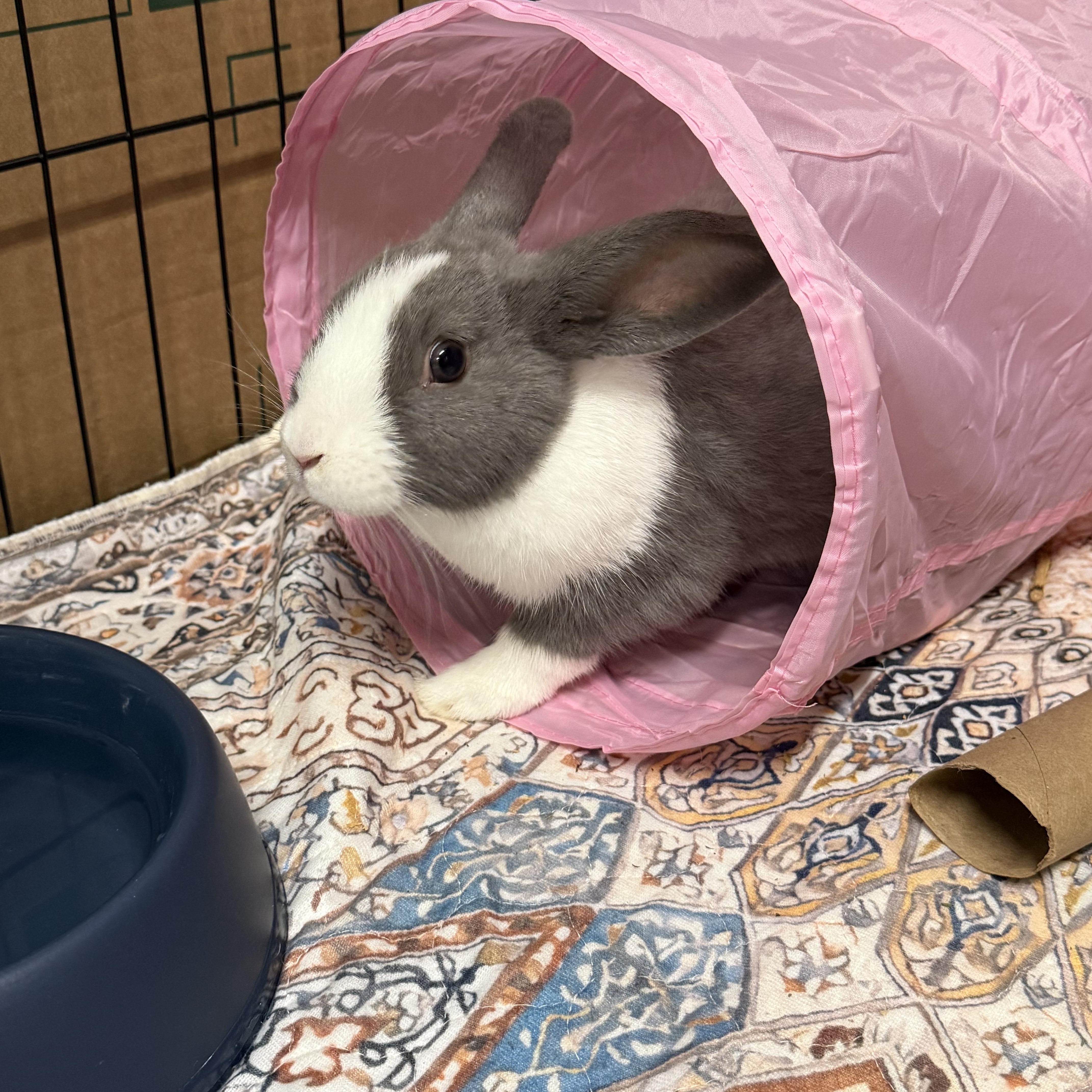 Enlarge SUCRE, a Adoptable mixed breed in Forest Hills, NY image 2/5