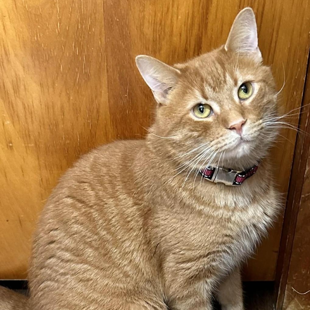 Enlarge Carissa, a ADOPTABLE Domestic Short Hair in Kent, OH image 1/5