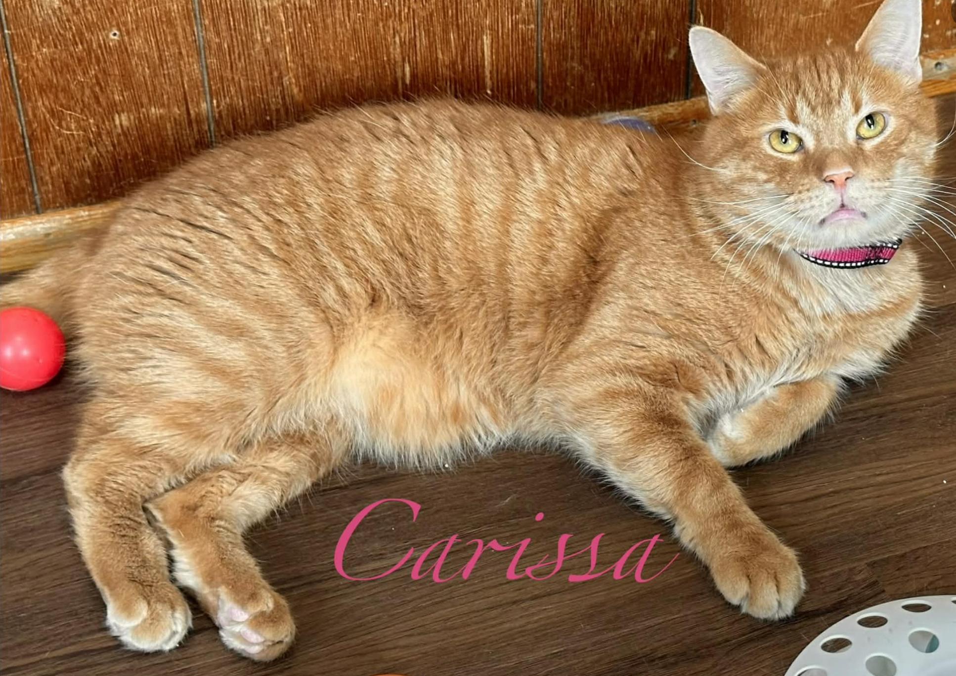 Enlarge Carissa, a ADOPTABLE Domestic Short Hair in Kent, OH image 2/5
