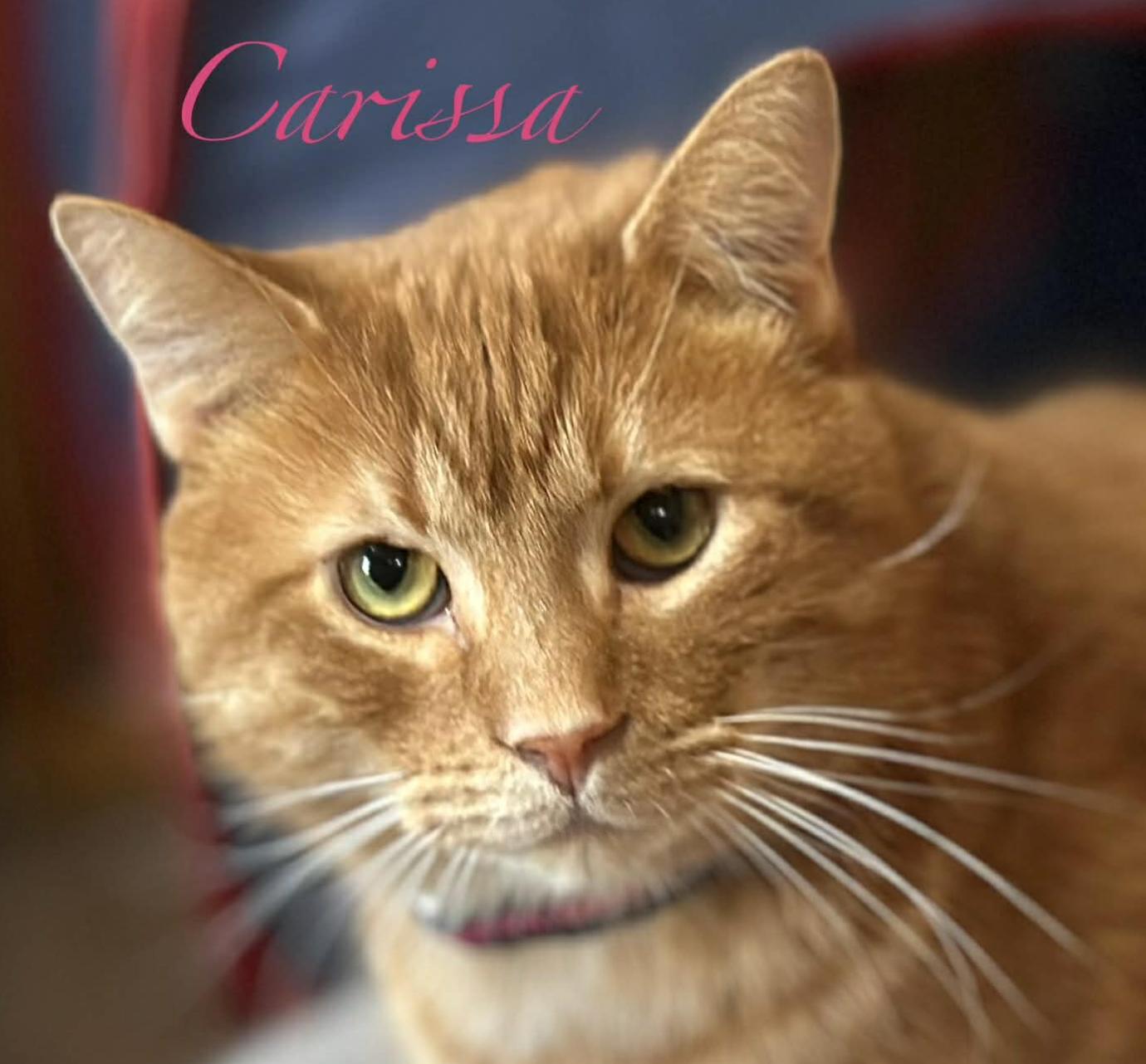 Enlarge Carissa, a ADOPTABLE Domestic Short Hair in Kent, OH image 3/5