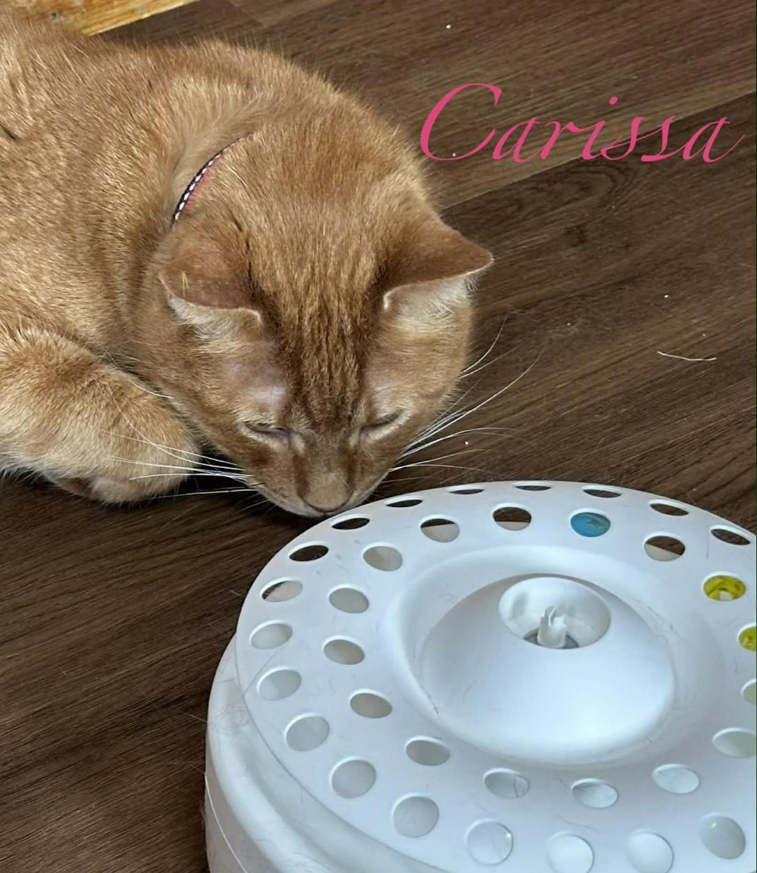 Enlarge Carissa, a ADOPTABLE Domestic Short Hair in Kent, OH image 4/5