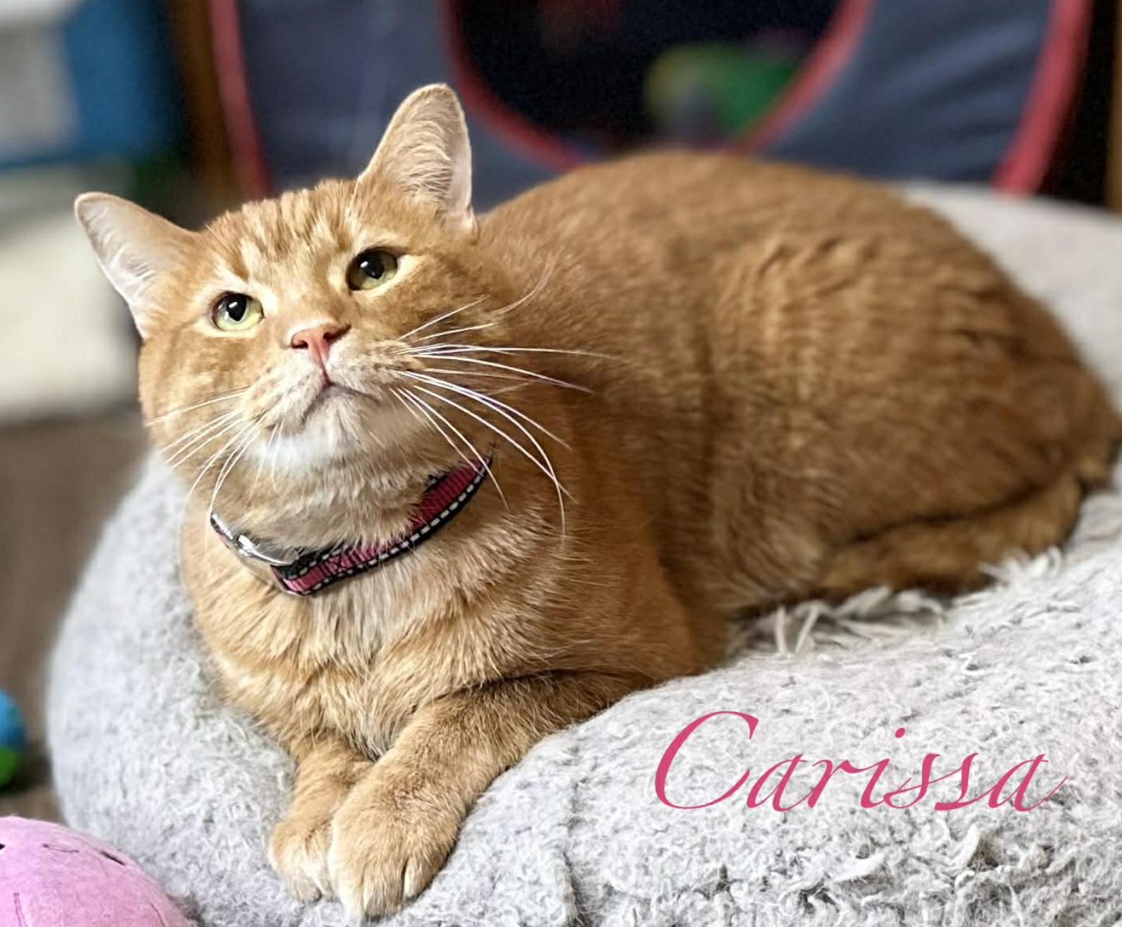Enlarge Carissa, a ADOPTABLE Domestic Short Hair in Kent, OH image 5/5