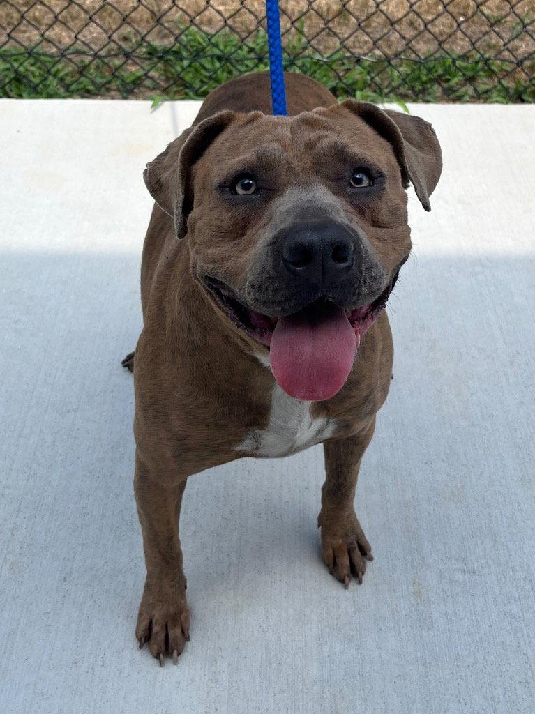 26-259 Travis, Adoptable, Adult Male Pit Bull Terrier.