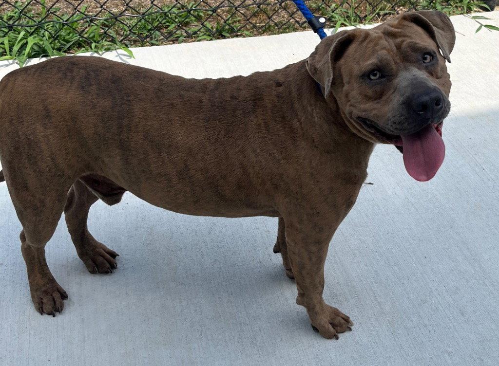 Enlarge 26-259 Travis, a Adoptable Pit Bull Terrier in Tarboro, NC image 2/3