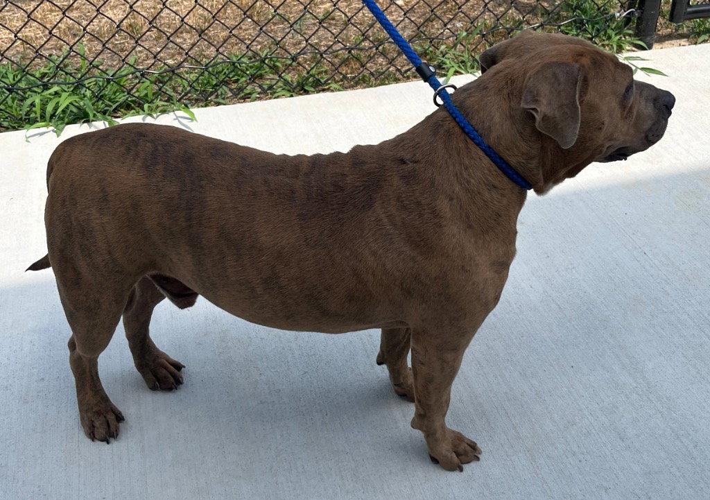 Enlarge 26-259 Travis, a Adoptable Pit Bull Terrier in Tarboro, NC image 3/3
