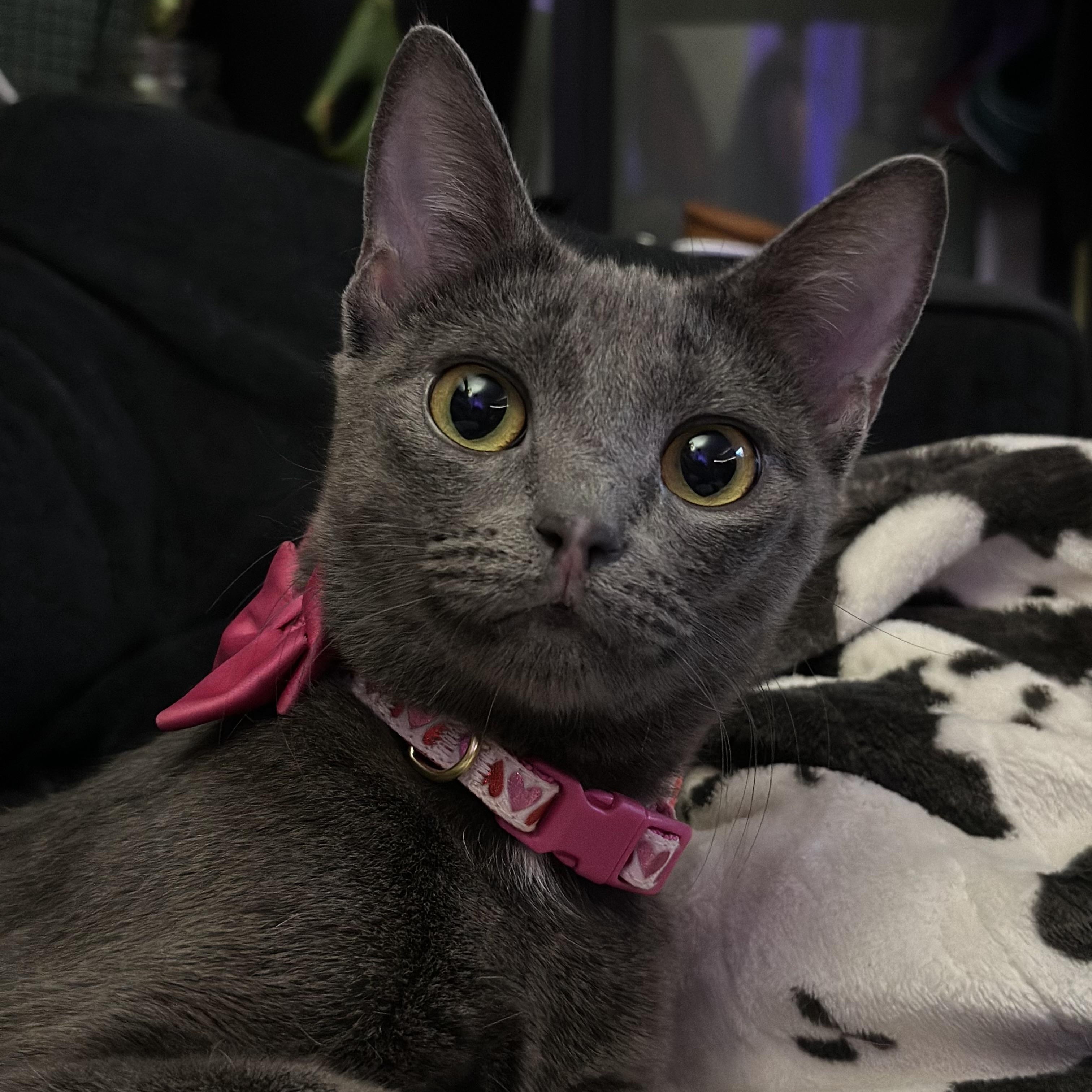 Enlarge Jamaica, a ADOPTABLE mixed breed in Sherman Oaks, CA image 1/4