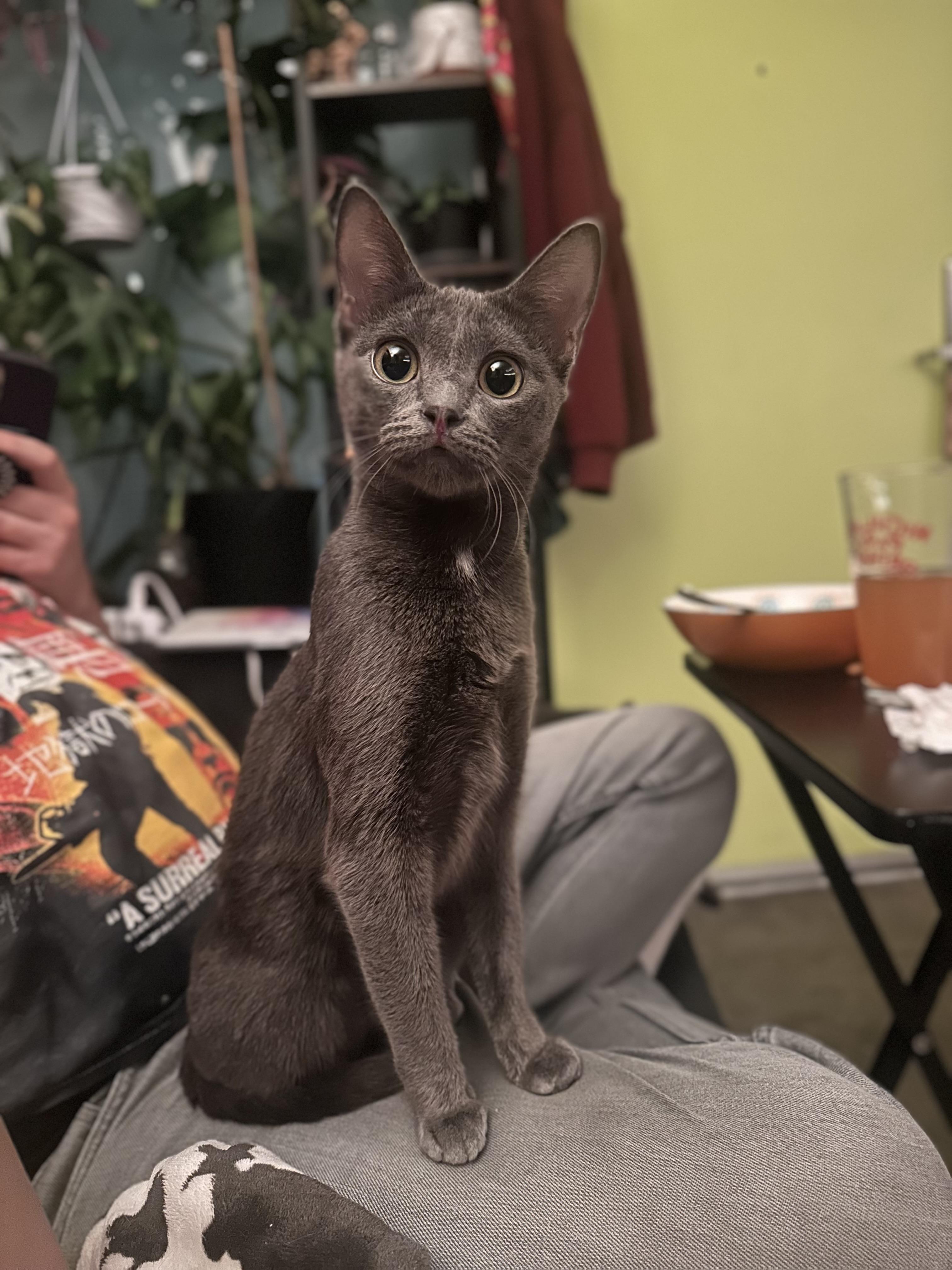 Enlarge Jamaica, a ADOPTABLE mixed breed in Sherman Oaks, CA image 3/4