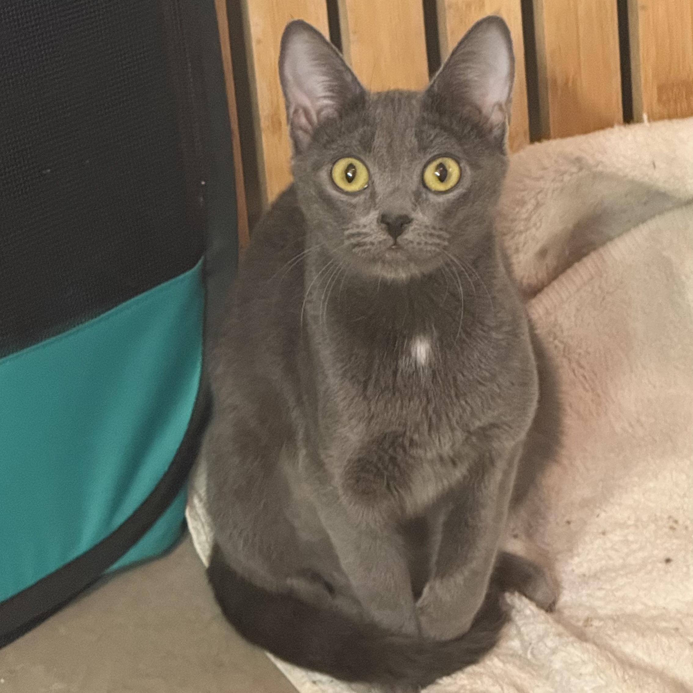 Enlarge Jamaica, a ADOPTABLE mixed breed in Sherman Oaks, CA image 2/4