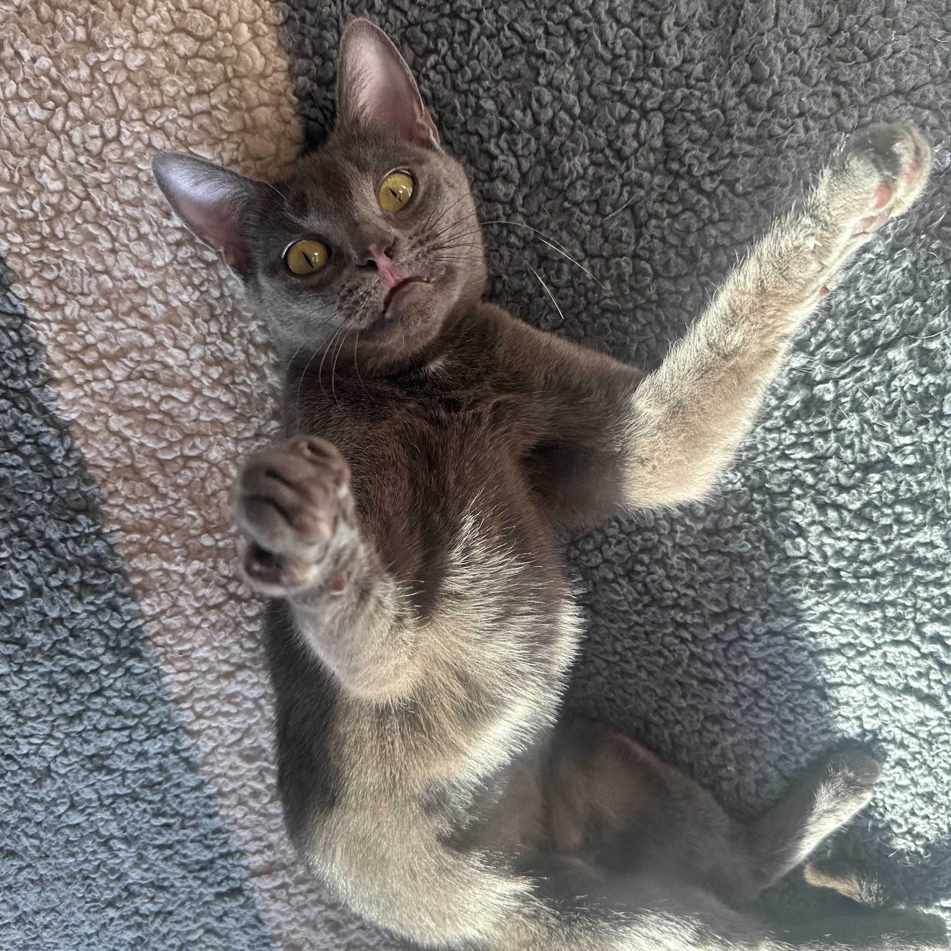 Enlarge Jamaica, a ADOPTABLE mixed breed in Sherman Oaks, CA image 4/4