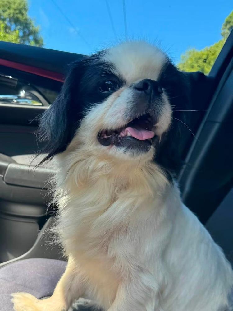 Mickey, Adoptable, Adult Male Japanese Chin.