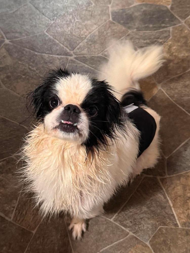 Enlarge Mickey, a Adoptable Japanese Chin in Middletown, CT image 2/6
