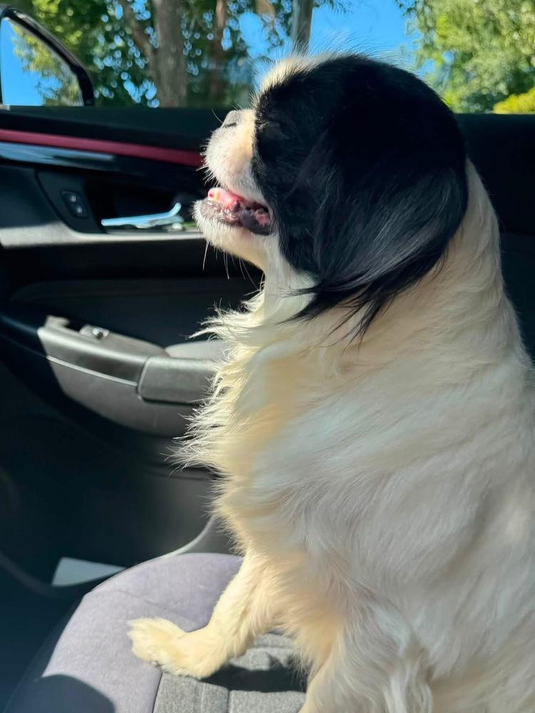 Enlarge Mickey, a Adoptable Japanese Chin in Middletown, CT image 3/6