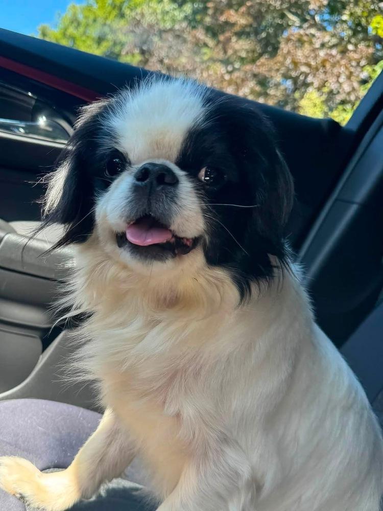 Enlarge Mickey, a Adoptable Japanese Chin in Middletown, CT image 4/6