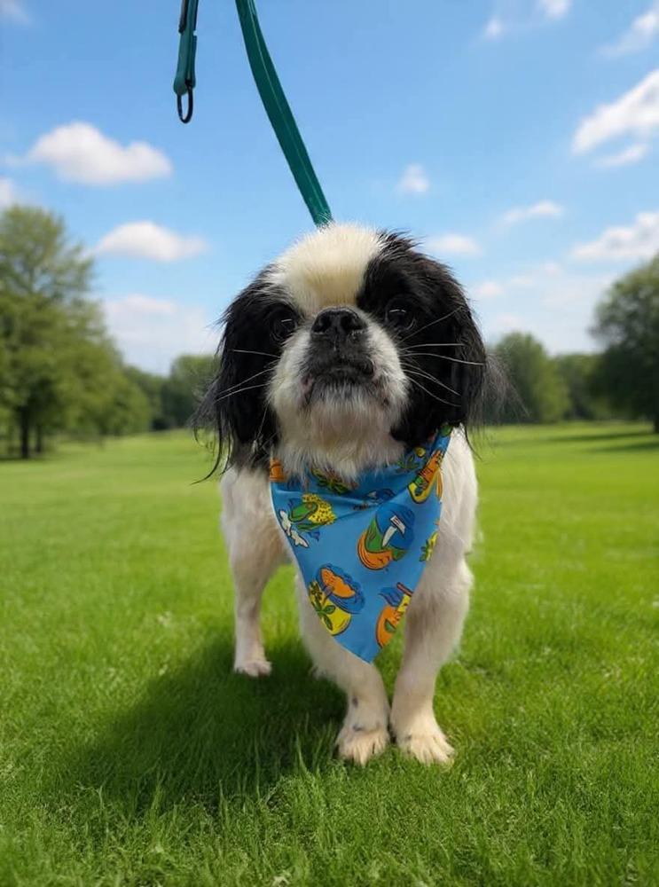 Enlarge Mickey, a Adoptable Japanese Chin in Middletown, CT image 5/6