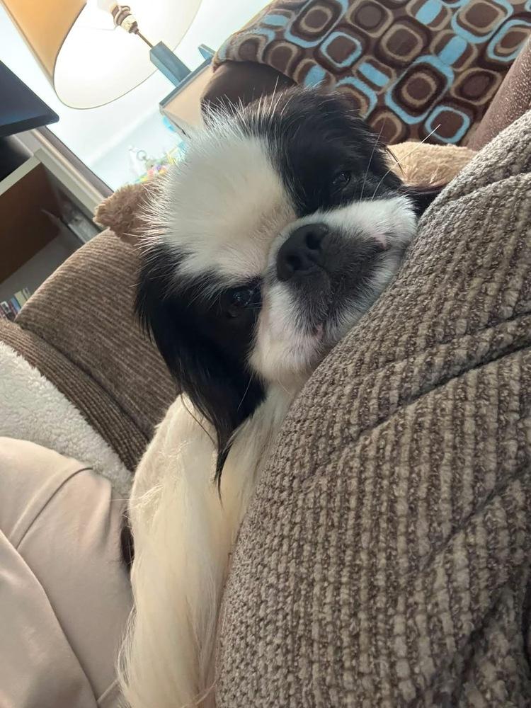 Enlarge Mickey, a Adoptable Japanese Chin in Middletown, CT image 6/6