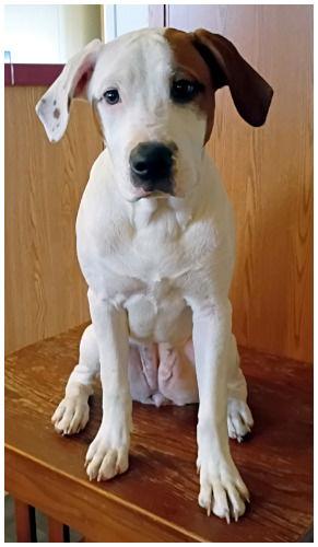 Enlarge Lady, a Adoptable mixed breed in Oak Ridge, TN image 1/3