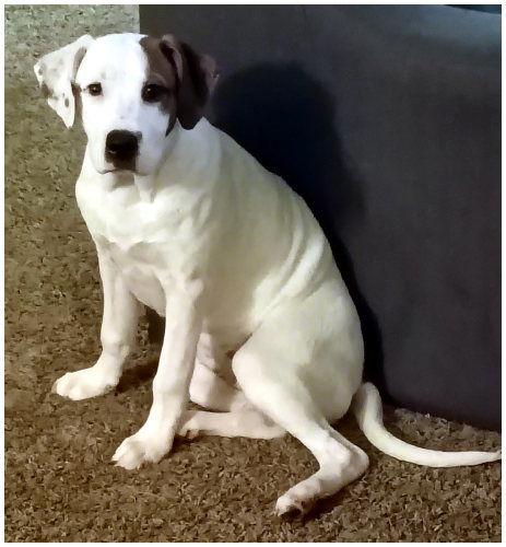 Lady, Adoptable, Young Female Pit Bull Terrier & American Bulldog.