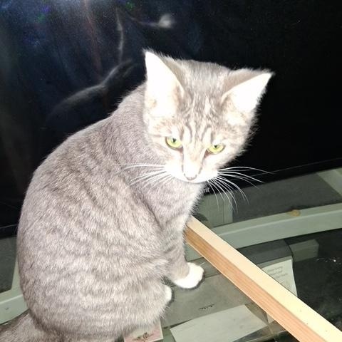 Enlarge Olive, an adopted Domestic Short Hair in Hudsonville, MI image 4/4