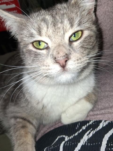 Enlarge Olive, an adopted Domestic Short Hair in Hudsonville, MI image 2/4