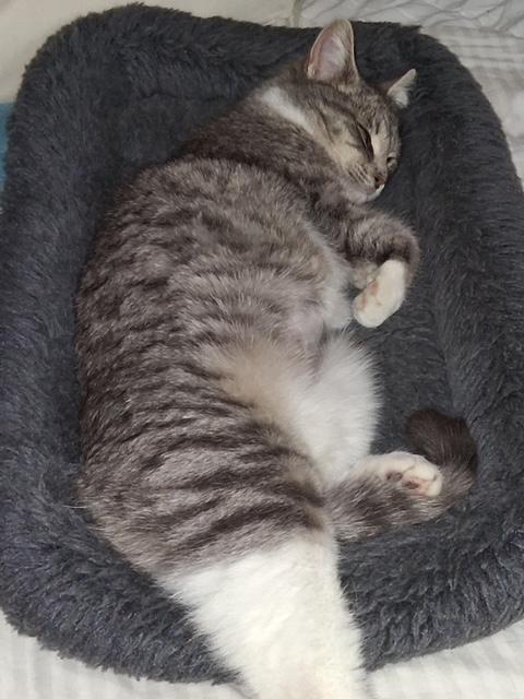 Enlarge Olive, an adopted Domestic Short Hair in Hudsonville, MI image 3/4