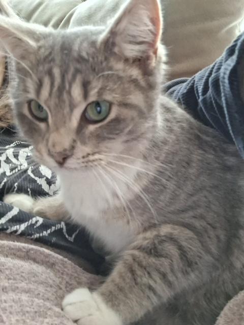 Enlarge Olive, an adopted Domestic Short Hair in Hudsonville, MI image 1/4