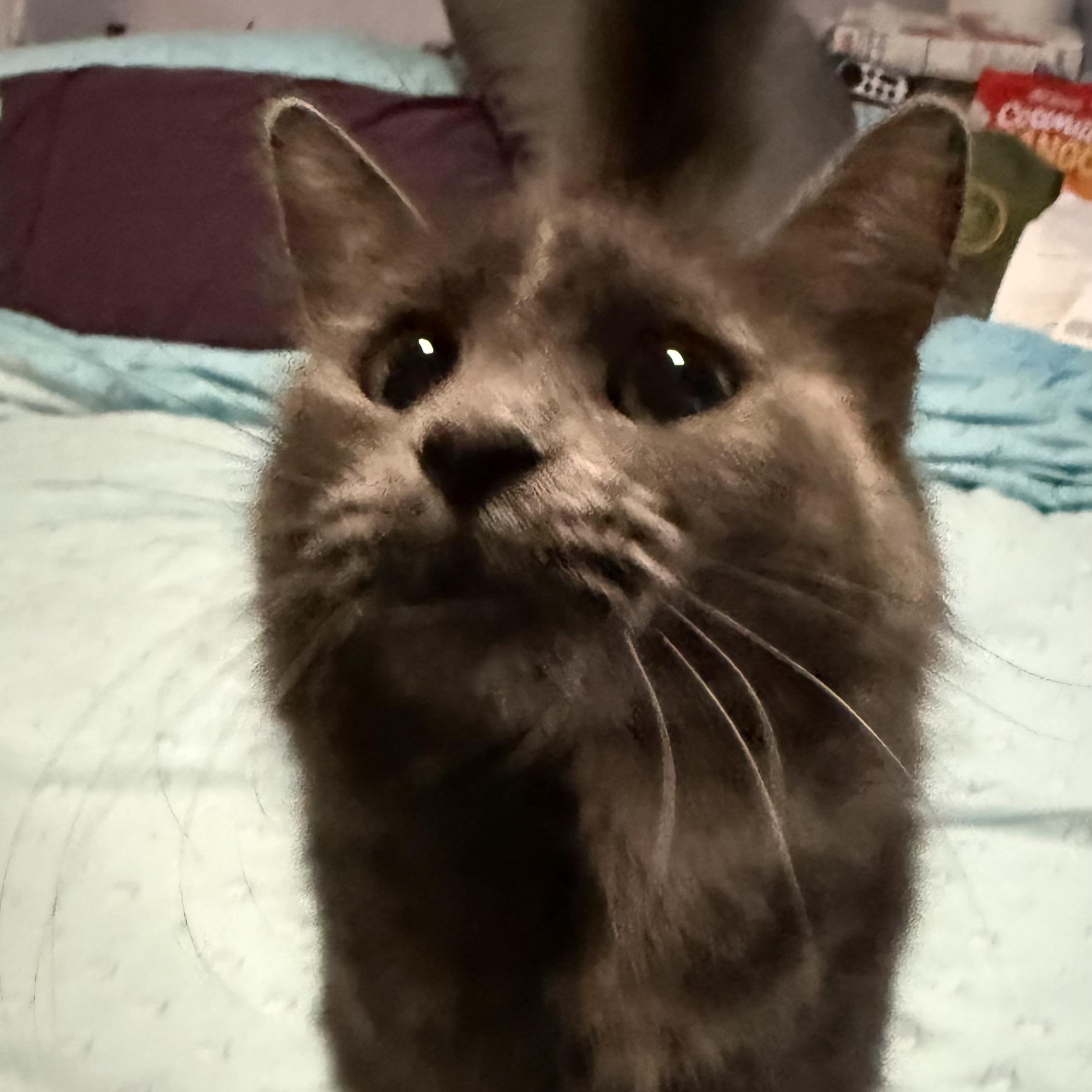 Priscilla, Queen of the Desert, ADOPTABLE, Young Female Tortoiseshell.