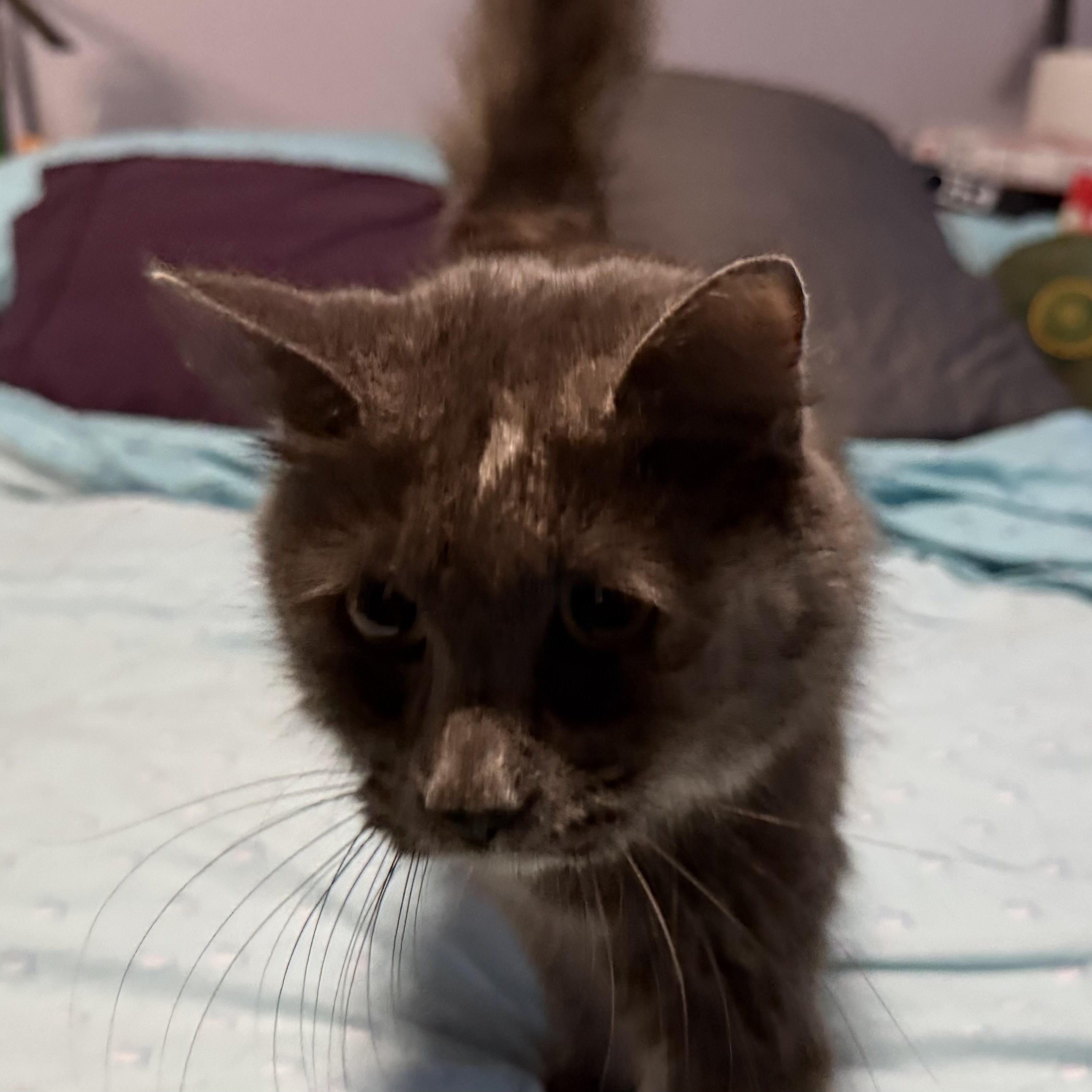 Enlarge Priscilla, Queen of the Desert, a ADOPTABLE Tortoiseshell in Scottsdale, AZ image 2/4