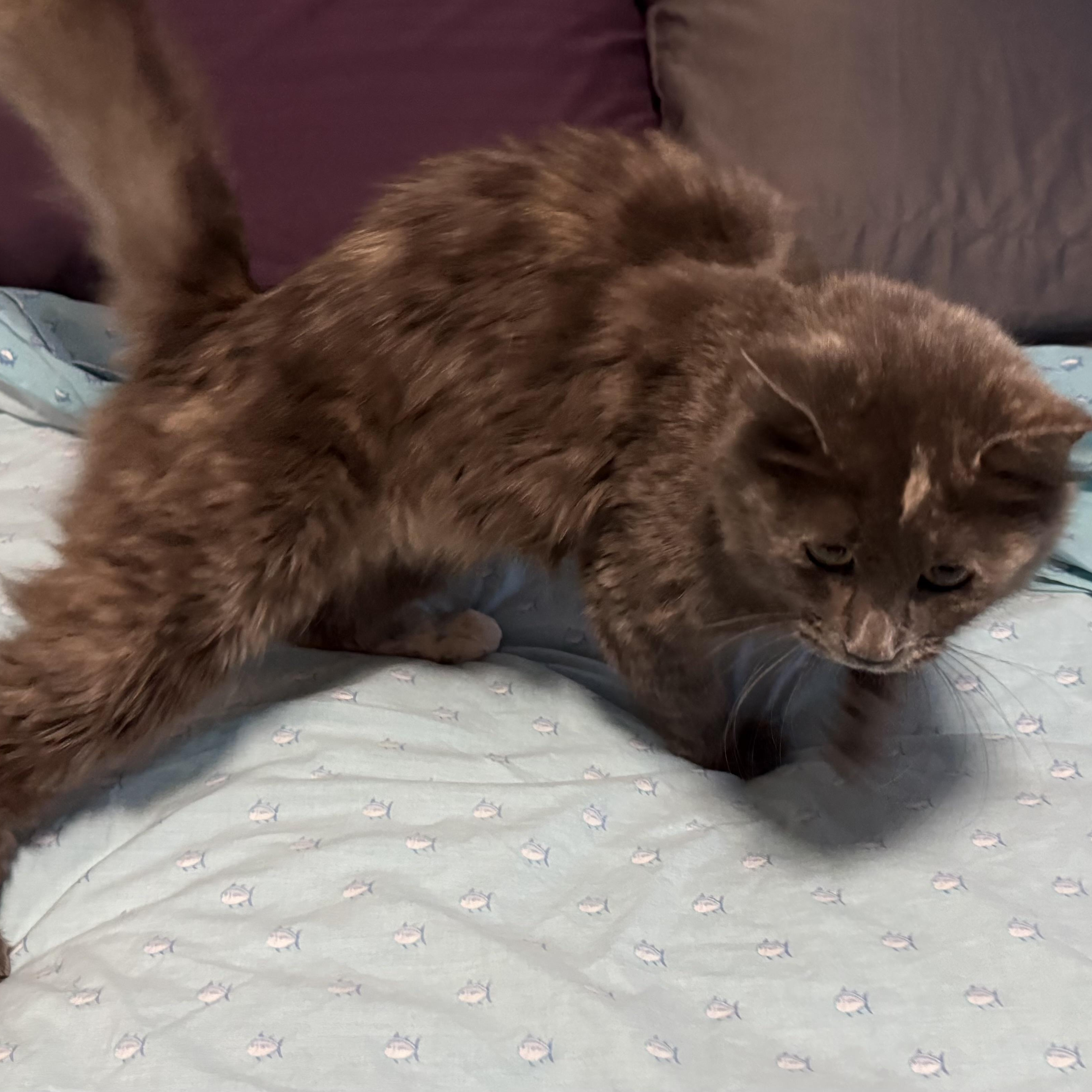 Enlarge Priscilla, Queen of the Desert, a ADOPTABLE Tortoiseshell in Scottsdale, AZ image 3/4