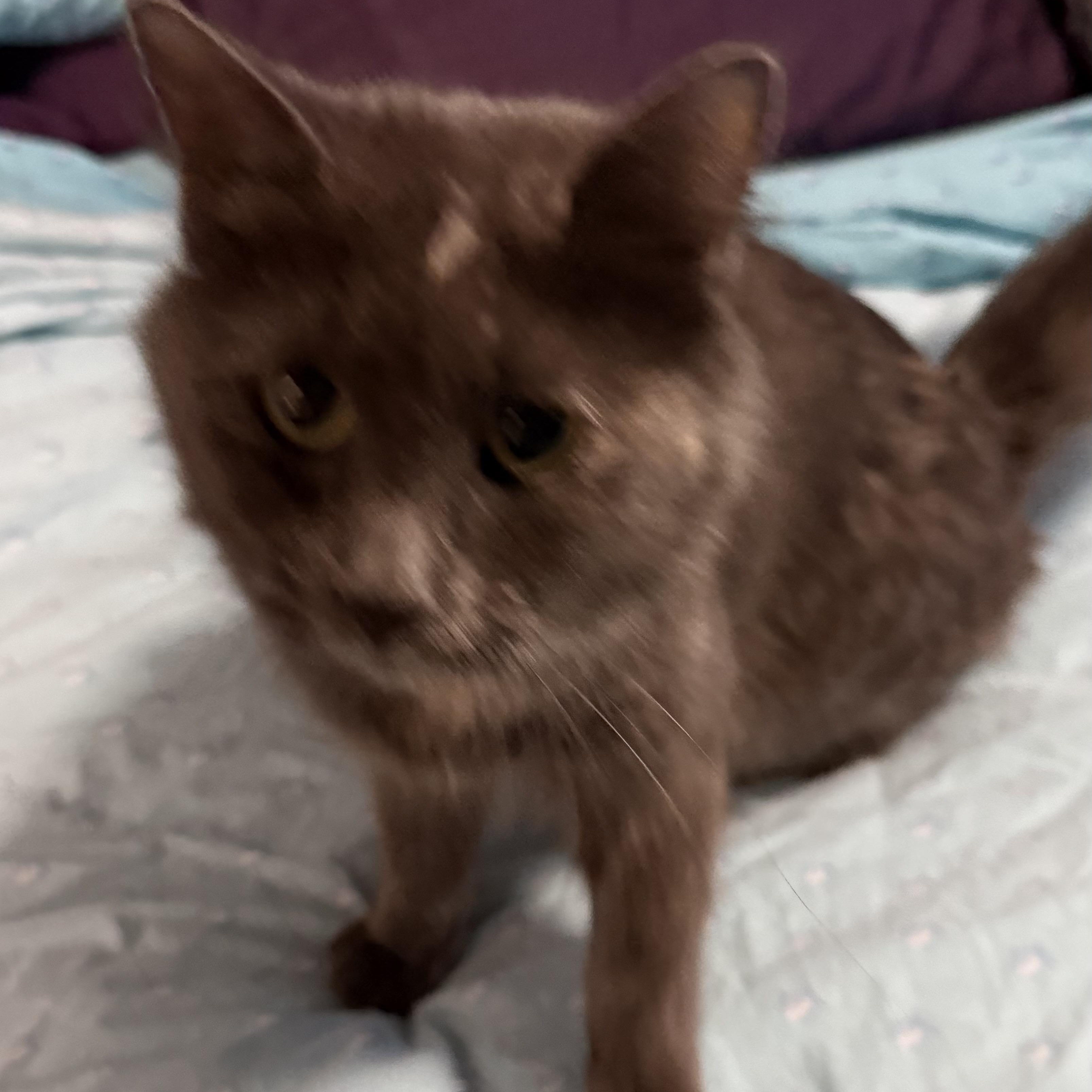 Enlarge Priscilla, Queen of the Desert, a ADOPTABLE Tortoiseshell in Scottsdale, AZ image 4/4