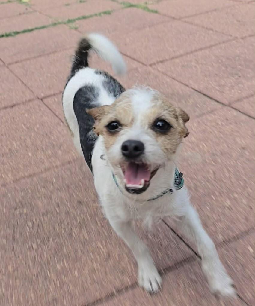 Enlarge Olive, an adopted mixed breed in Cincinnati, OH image 3/6