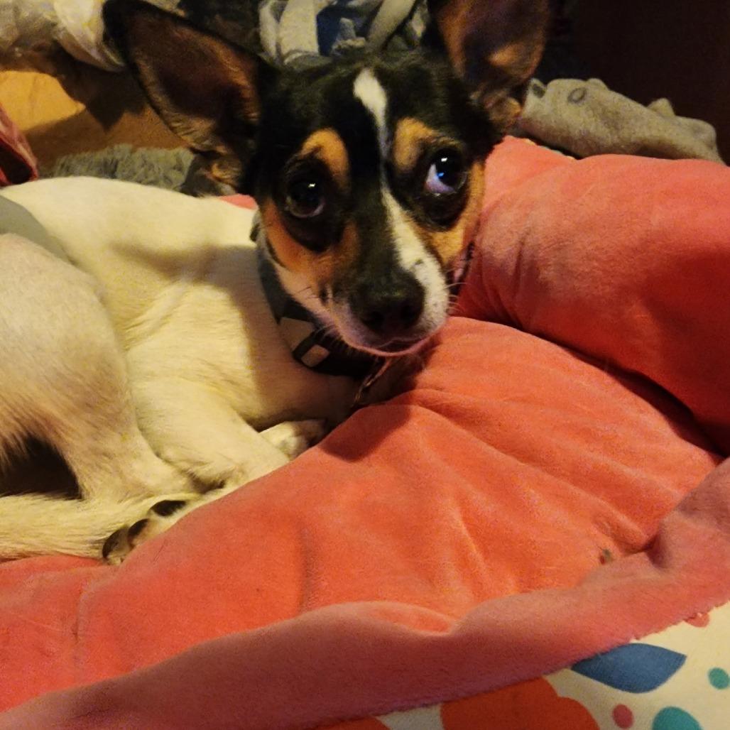 Enlarge Chico, a Adoptable Chihuahua in Normal, IL image 1/5