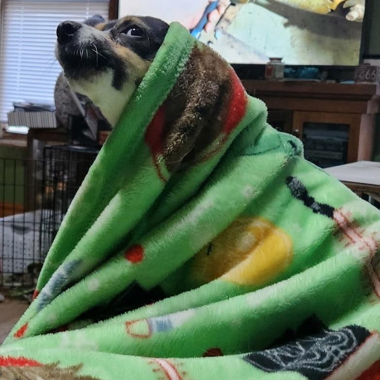 Enlarge Chico, a Adoptable Chihuahua in Normal, IL image 3/5