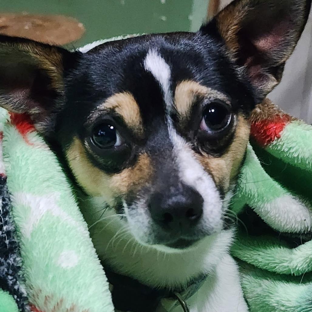 Enlarge Chico, a Adoptable Chihuahua in Normal, IL image 4/5