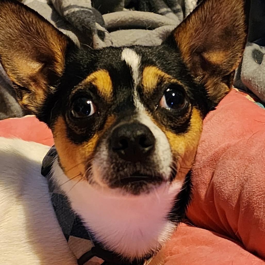 Enlarge Chico, a Adoptable Chihuahua in Normal, IL image 5/5