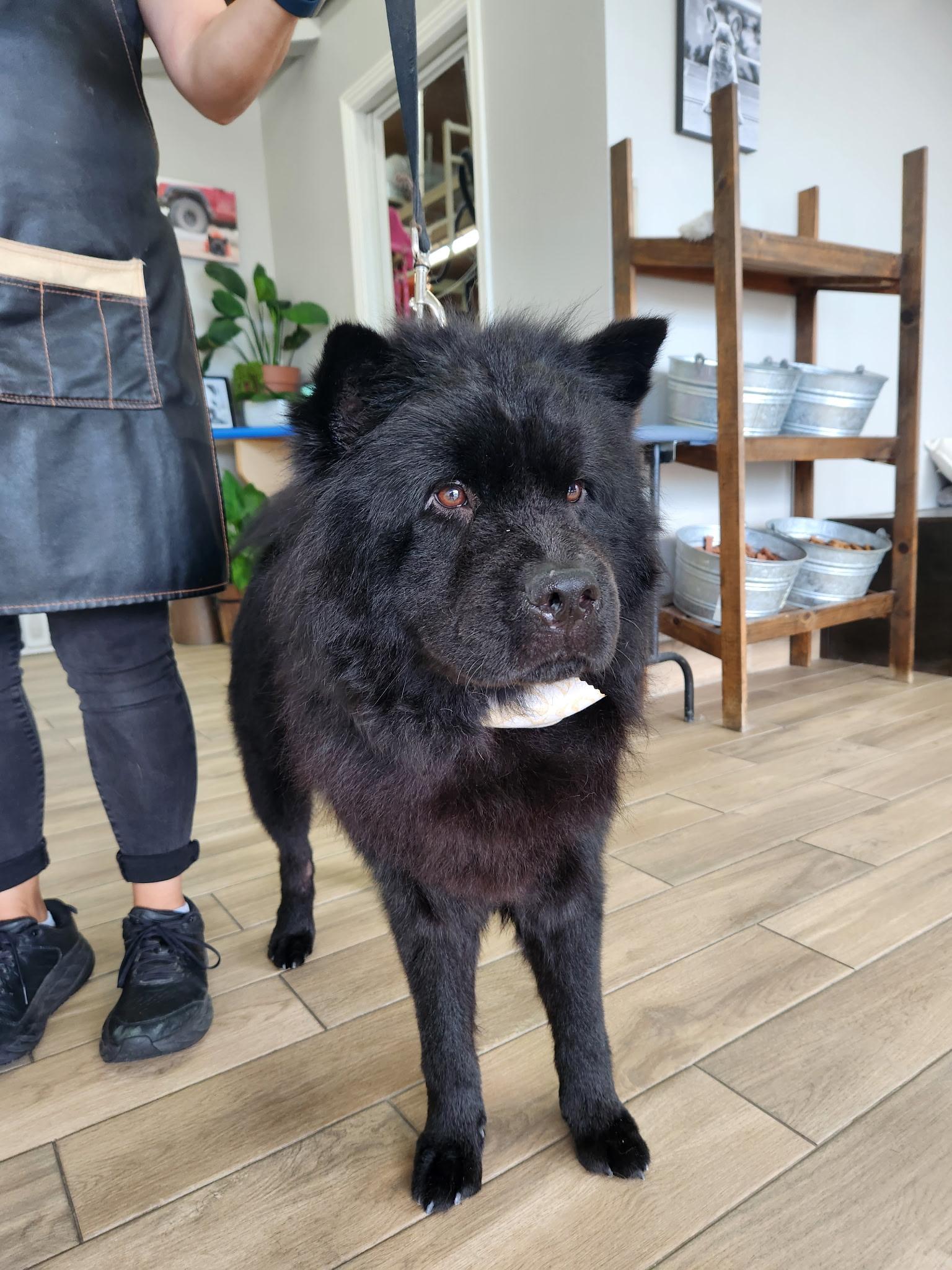 Charlie ChowChow ChooChoo!!