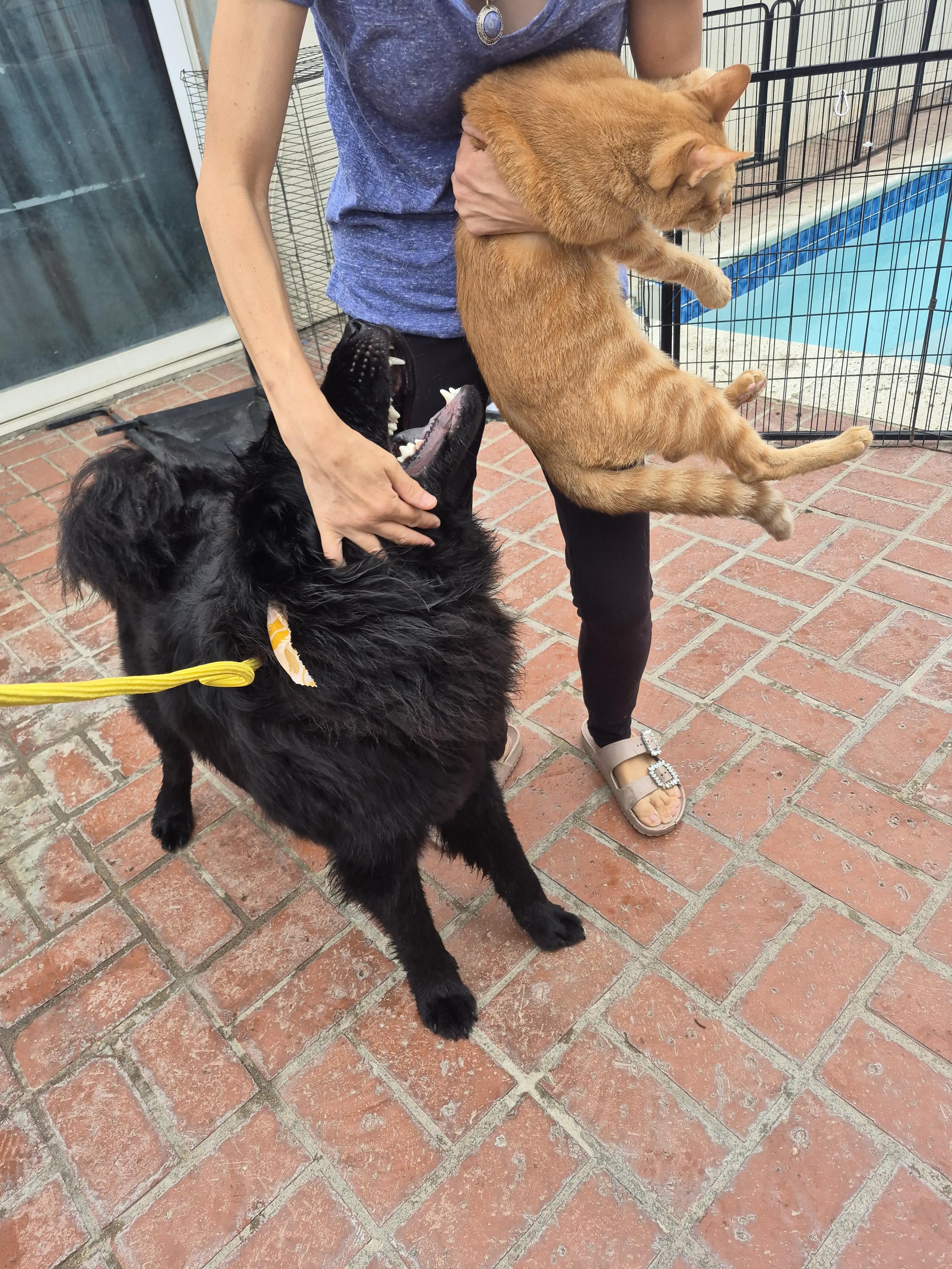 Charlie ChowChow ChooChoo!!