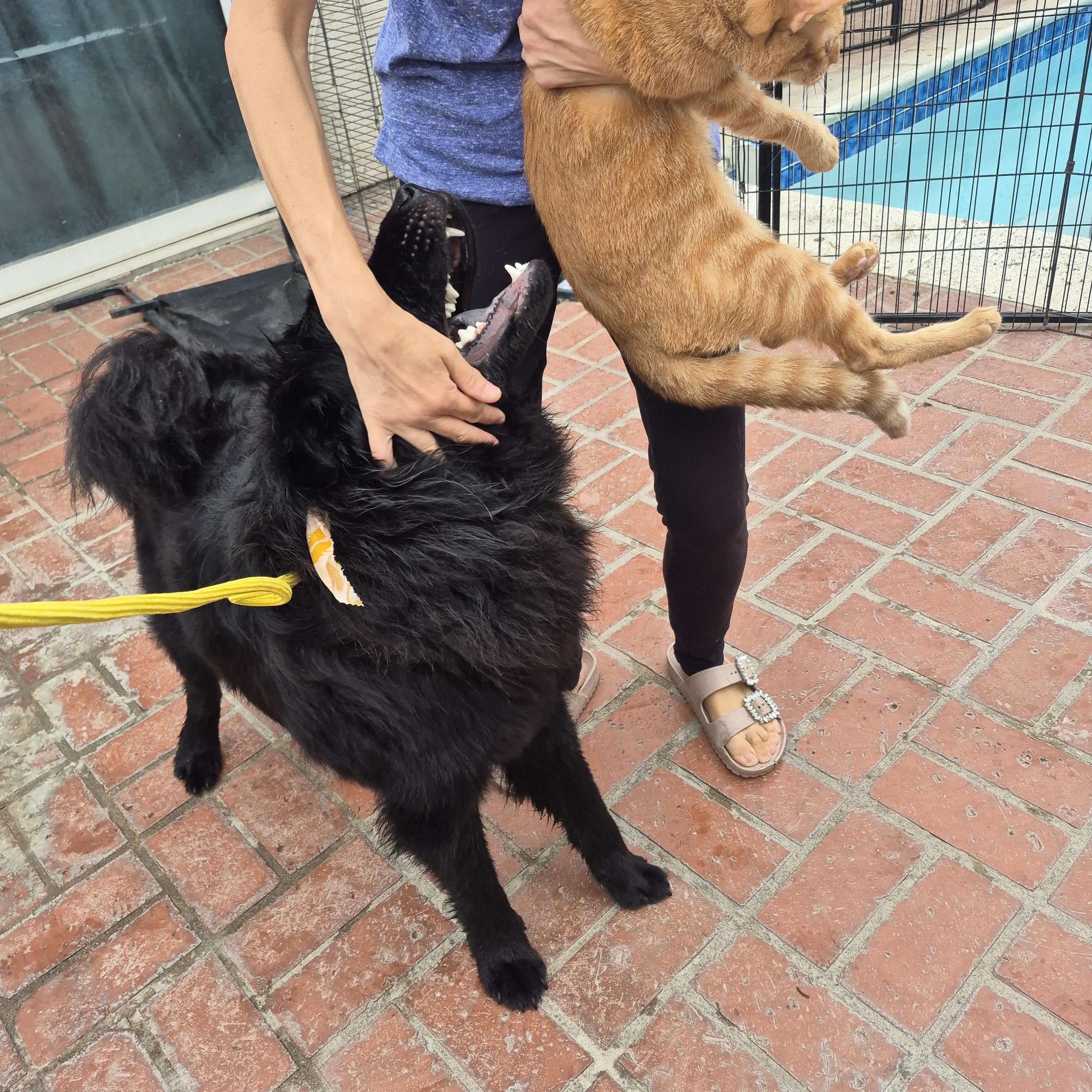 Charlie ChowChow ChooChoo!!, an adopted Chow Chow in Manhattan Beach, CA image 1/6