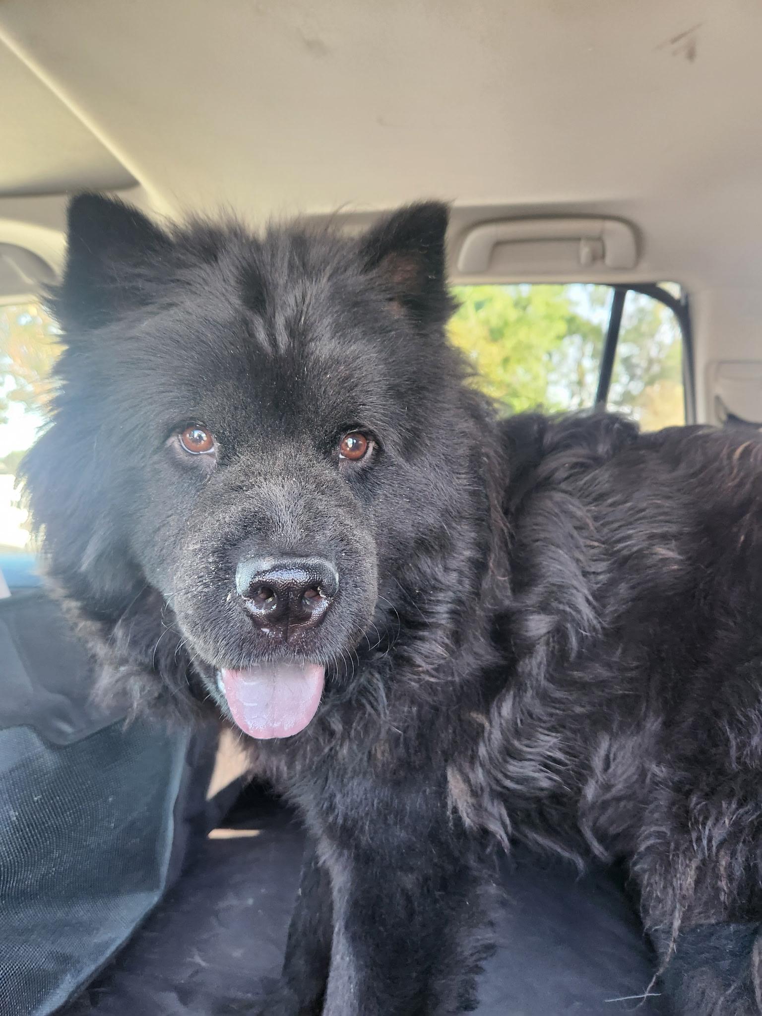 Charlie ChowChow ChooChoo!!
