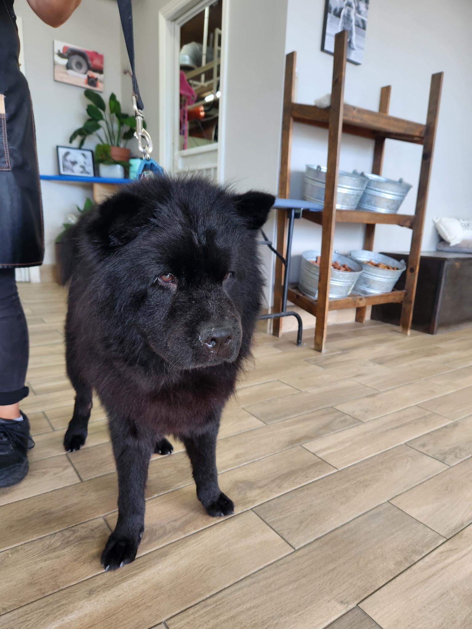 Charlie ChowChow ChooChoo!!