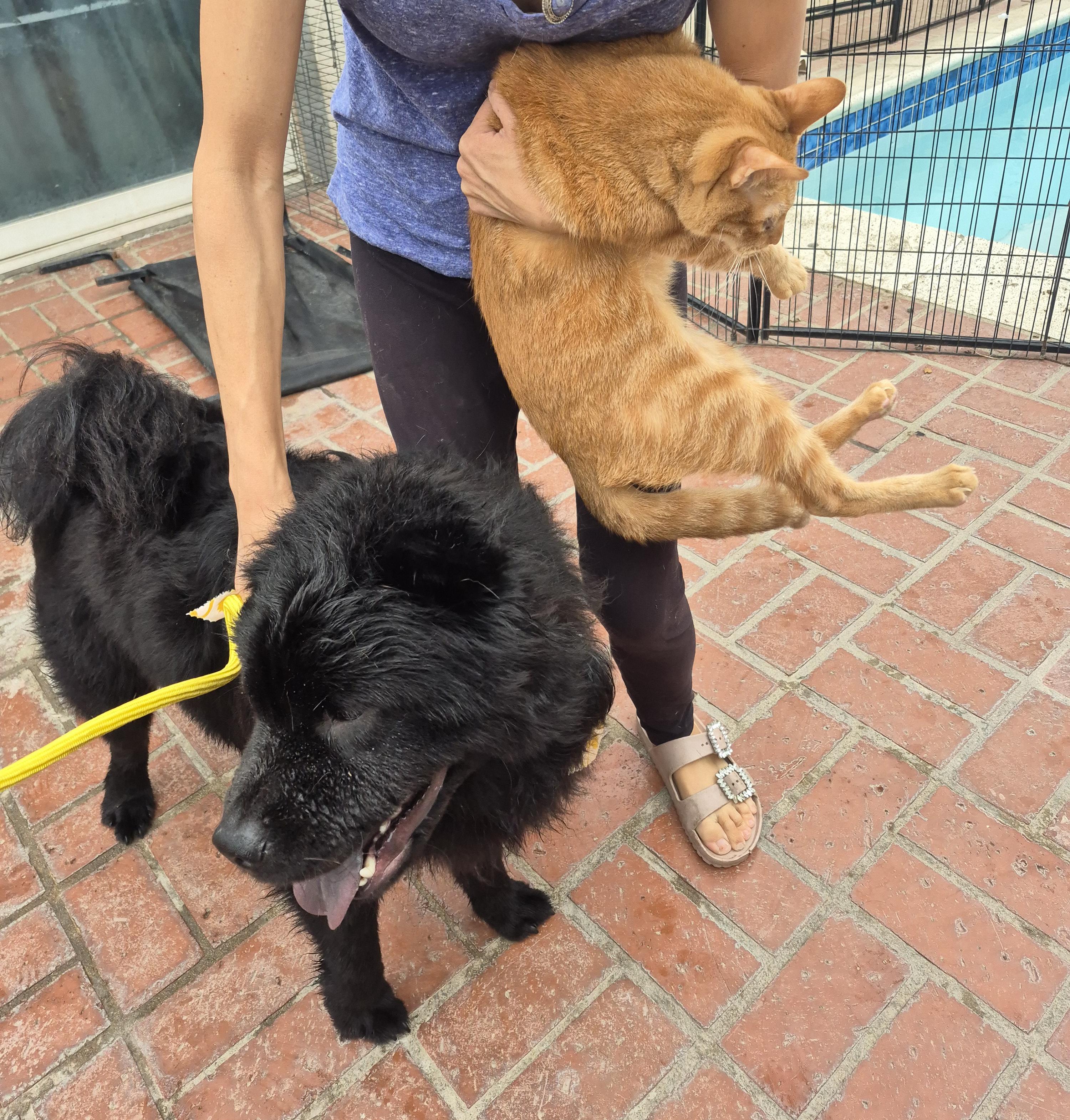 Charlie ChowChow ChooChoo!!