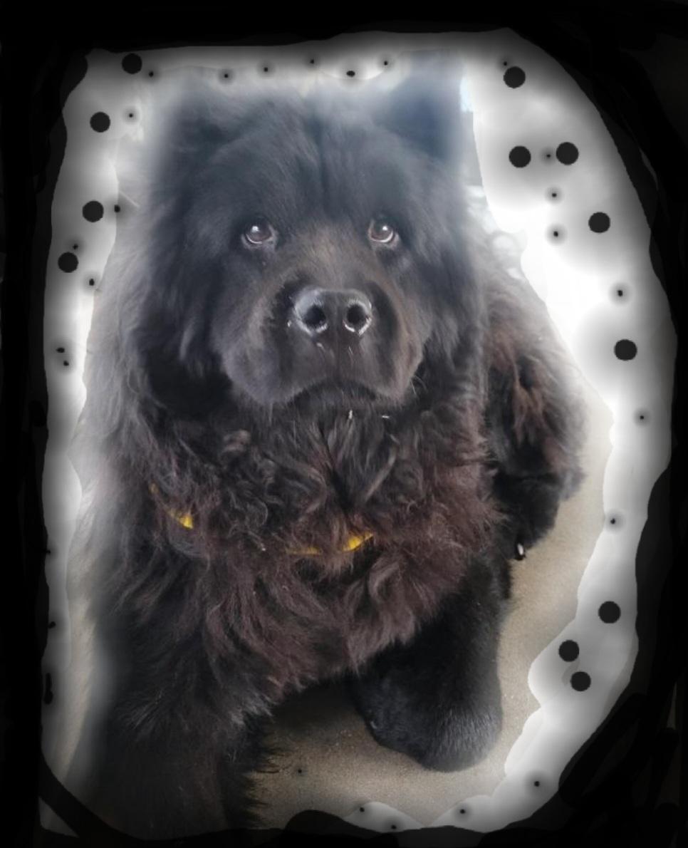 Charlie ChowChow ChooChoo!!