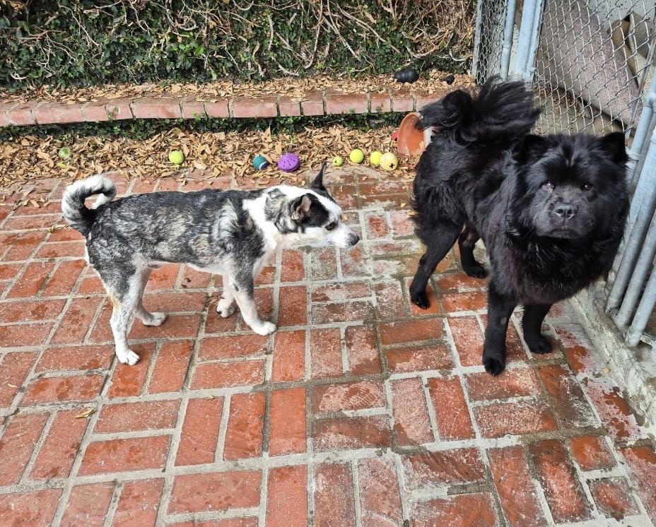 Charlie ChowChow ChooChoo!!, an adopted Chow Chow in Manhattan Beach, CA image 3/6