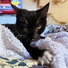 Meredith Mittens (sister to Maverick), adopted, Kitten Female Domestic Medium Hair.