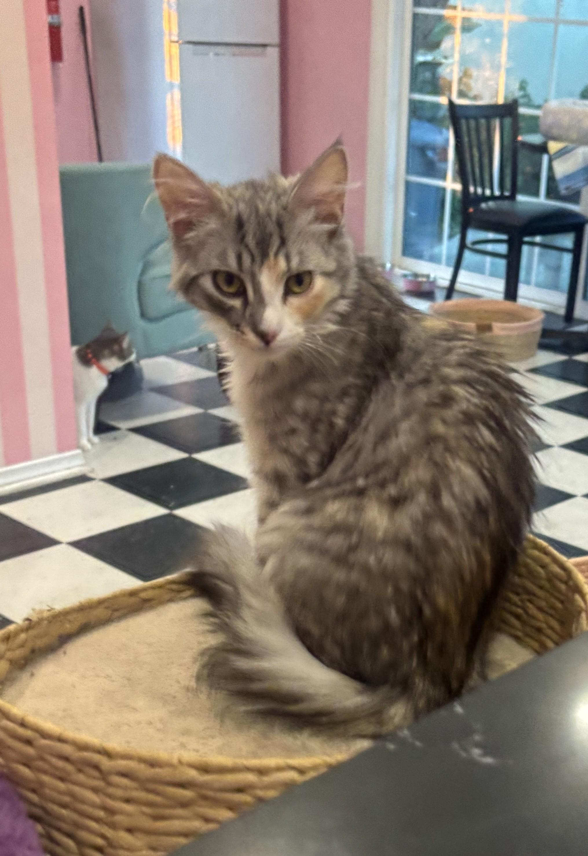 Enlarge Ginger , an adopted Domestic Medium Hair in Whittier, CA image 5/5