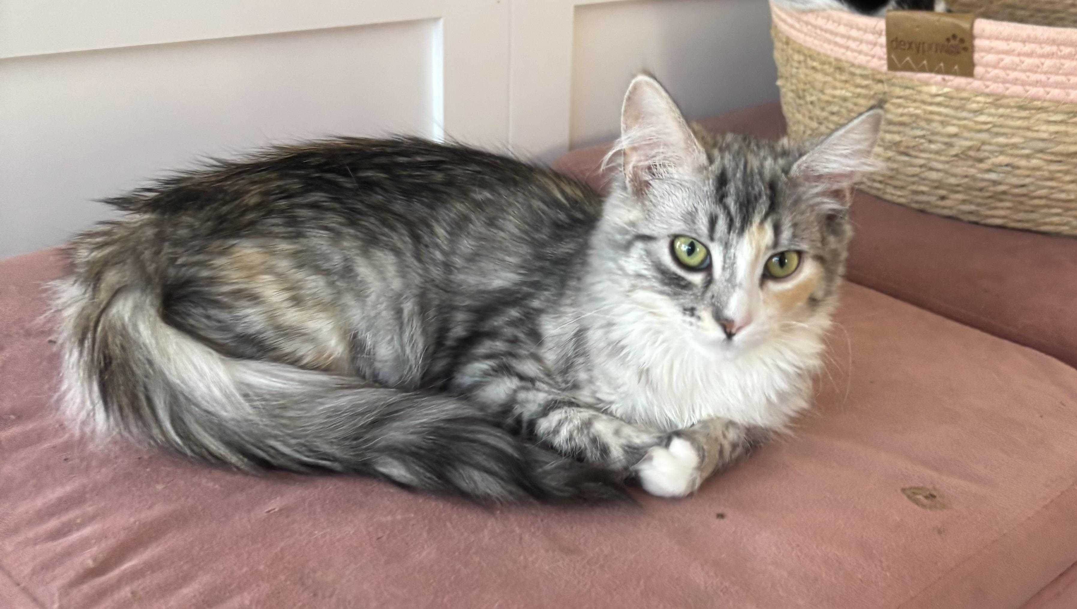 Enlarge Ginger , an adopted Domestic Medium Hair in Whittier, CA image 2/5