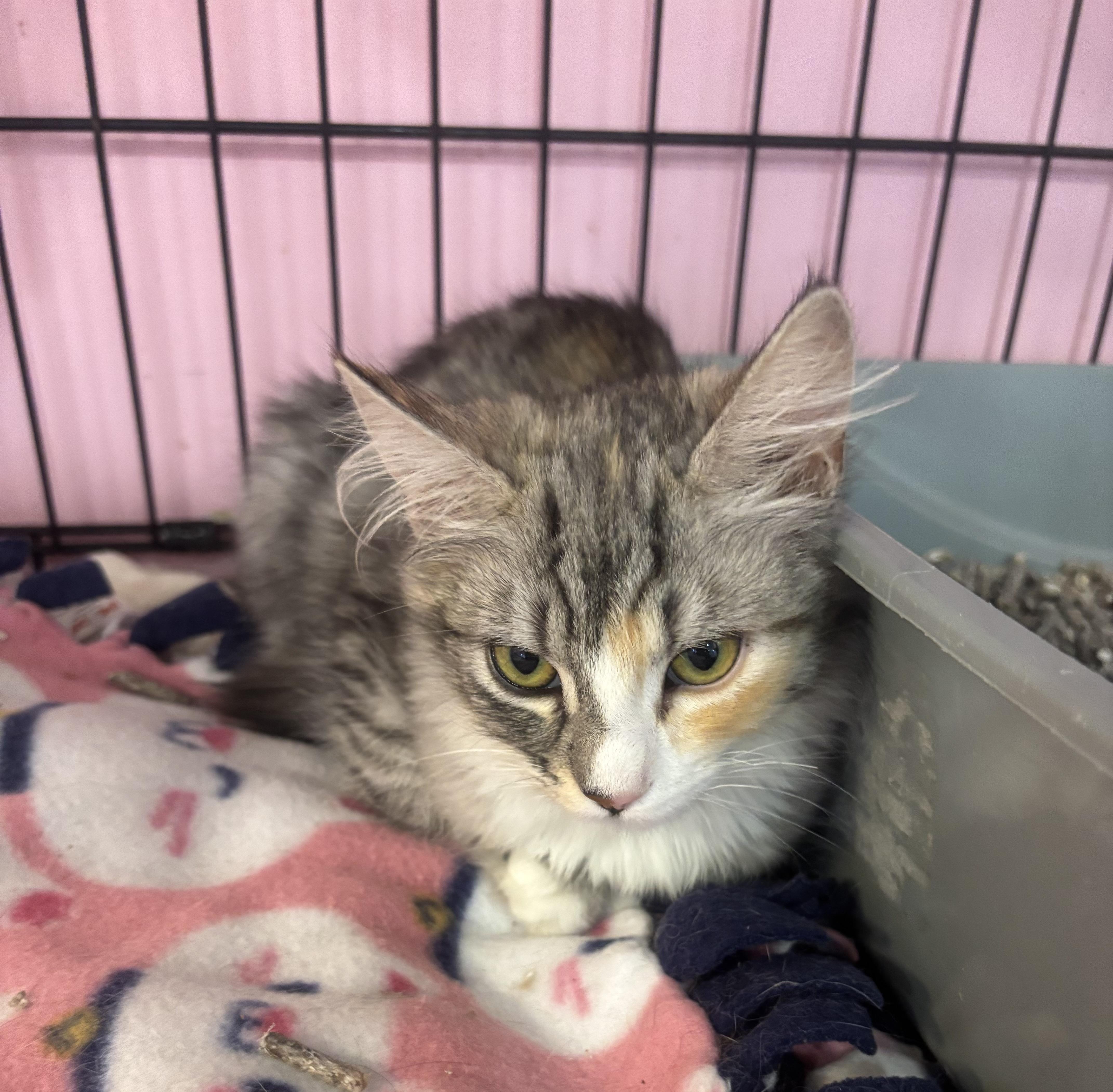 Enlarge Ginger , an adopted Domestic Medium Hair in Whittier, CA image 4/5