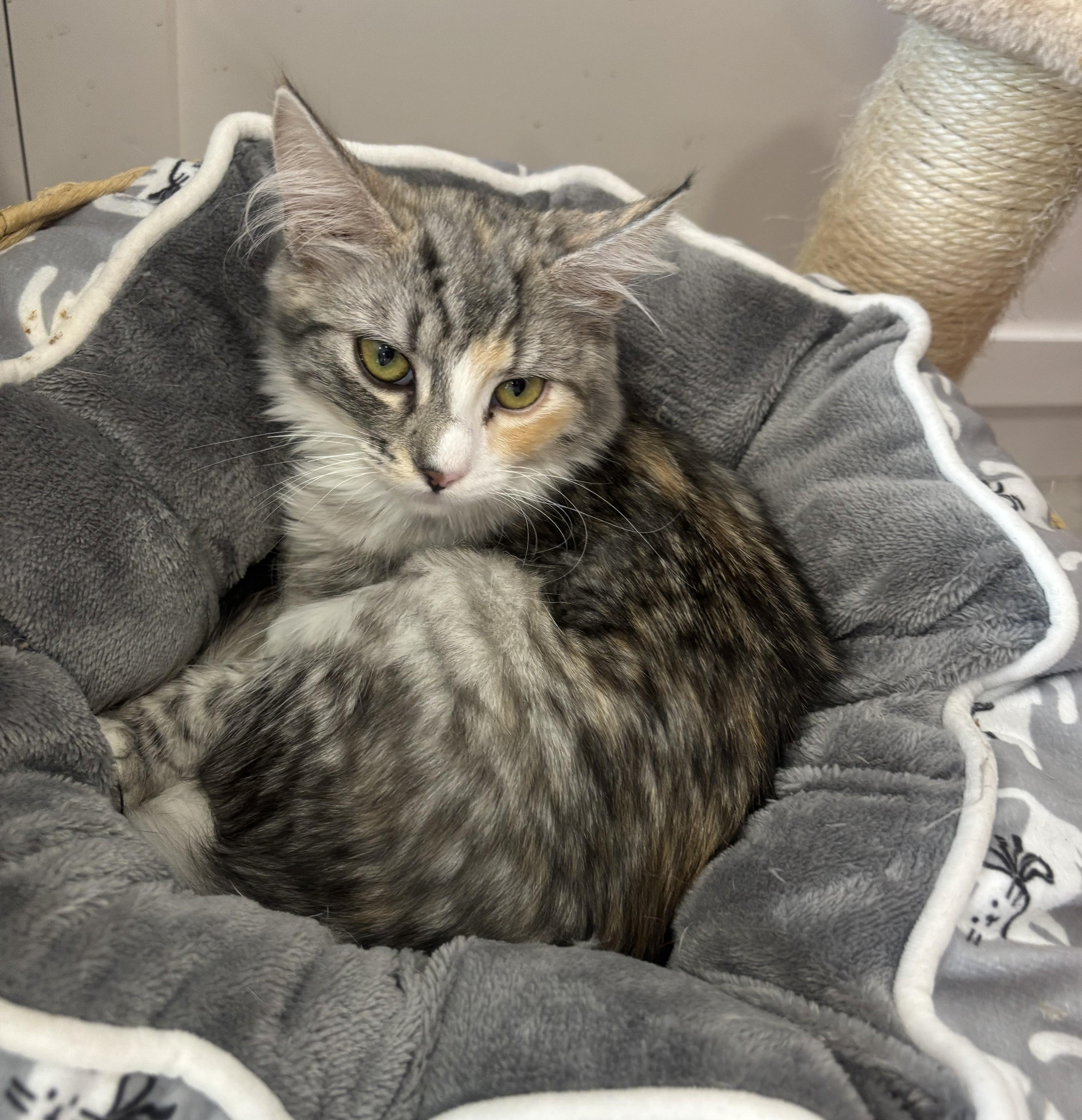 Enlarge Ginger , an adopted Domestic Medium Hair in Whittier, CA image 3/5